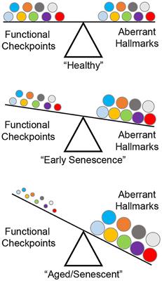 Senescence in Pulmonary Fibrosis: Between Aging and Exposure